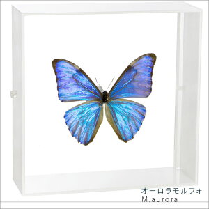 �����W�{ ���̕W�{ �I�[���������t�H �A�N�����t���[�� 15cm�p ��