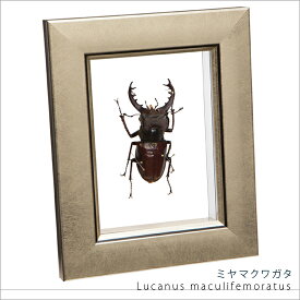 昆虫標本 ミヤマクワガタ メタリック調ライトフレーム 15×12cm