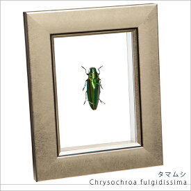 昆虫標本 タマムシ メタリック調ライトフレーム 15×12cm