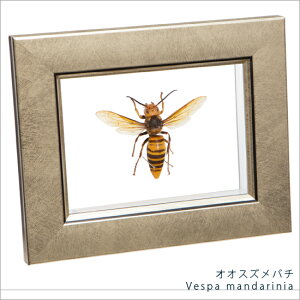 �����W�{ �I�I�X�Y���o�` ���^���b�N�����C�g�t���[�� 15×12cm