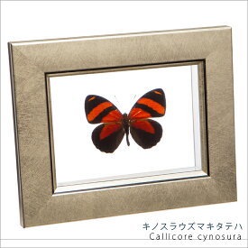 昆虫標本 蝶の標本 キノスラウズマキタテハ メタリック調ライトフレーム 15×12cm