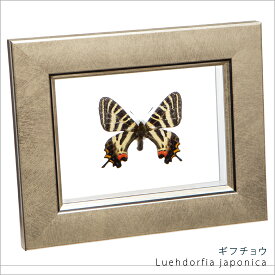 昆虫標本 蝶の標本 ギフチョウ メタリック調ライトフレーム 15×12cm