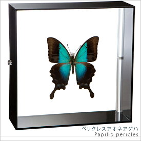 昆虫標本 蝶の標本 ペリクレスアオネアゲハ アクリルフレーム 15cm角 黒