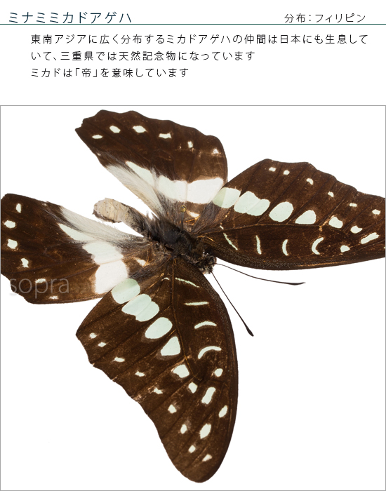 楽天市場】昆虫標本 蝶の標本 ミナミミカドアゲハ アクリルフレーム