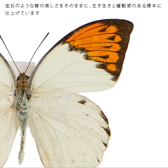 昆虫標本 蝶の標本 ベーツタテハ メタリック調ライトフレーム-