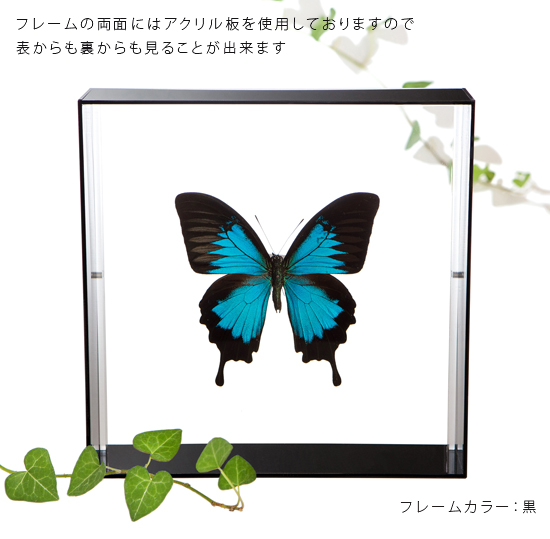 楽天市場】昆虫標本 蝶の標本 オオルリアゲハ アクリルフレーム 20cm角 