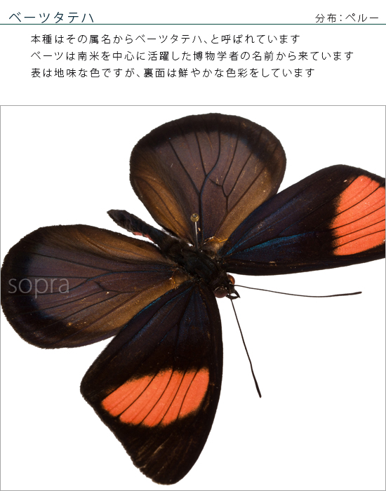 楽天市場】昆虫標本 蝶の標本 ベーツタテハ メタリック調ライト