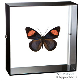 昆虫標本 蝶の標本 ベーツタテハ アクリルフレーム 15cm角 黒