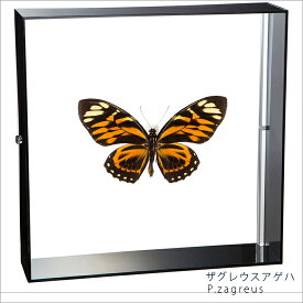 昆虫標本 蝶の標本 ザグレウスアゲハ アクリルフレーム 20cm角 黒