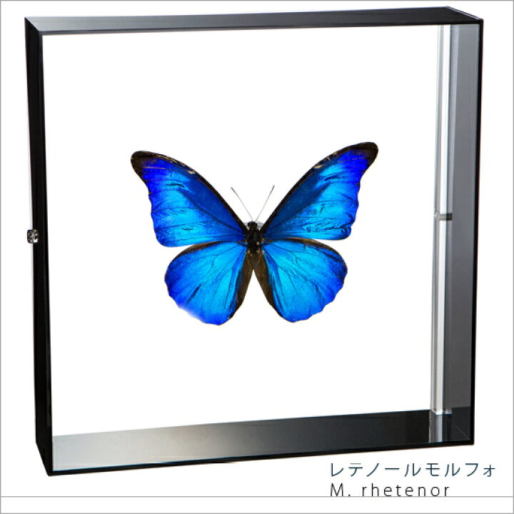 楽天市場】昆虫標本 蝶の標本 レテノールモルフォ アクリルフレーム 