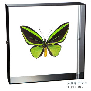 W{ ̕W{ KlAQn ANt[ 20cmp 