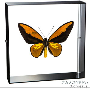 W{ ̕W{ AJKlAQn ANt[ 20cmp 