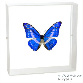 昆虫標本 蝶の標本 キプリスモルフォ アクリルフレーム 20cm角 白