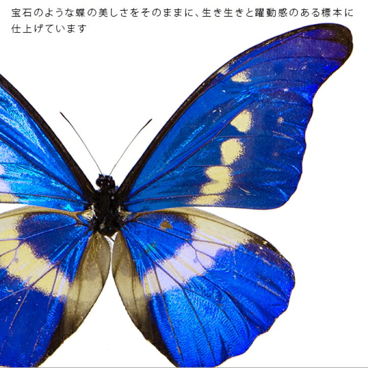 楽天市場】昆虫標本 蝶の標本 ヘレナモルフォ アクリルフレーム 20cm角 