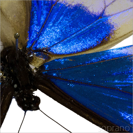 昆虫標本 蝶の標本 ヘレナモルフォ メタリック調ライトフレーム | ソプラノ
