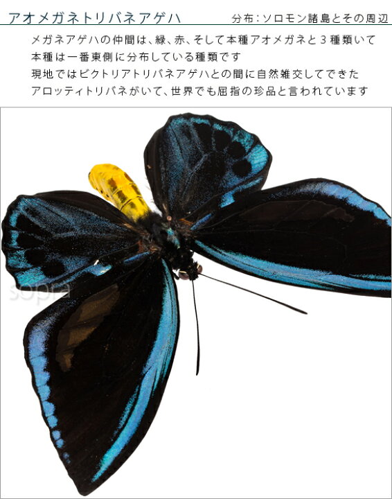 楽天市場】昆虫標本 蝶の標本 アオメガネアゲハ メタリック調ライト 