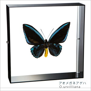 W{ ̕W{ AIKlAQn ANt[ 20cmp 