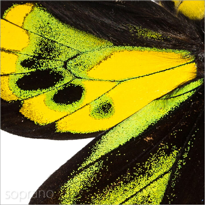 楽天市場】昆虫標本 蝶の標本 ロスチャイルドトリバネアゲハ アクリルフレーム 黒 : ソプラノ