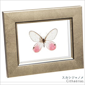 昆虫標本 蝶の標本 スカシジャノメ メタリック調ライトフレーム 15×12cm