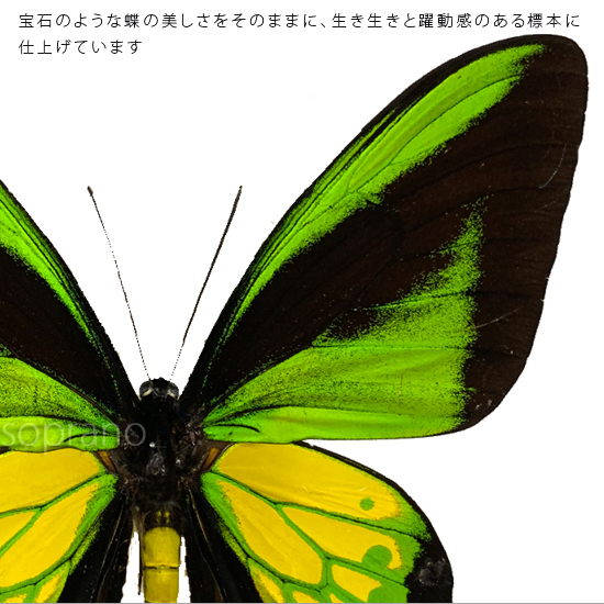90%OFF!】 昆虫標本 蝶の標本 ゴライアストリバネアゲハ アクリル