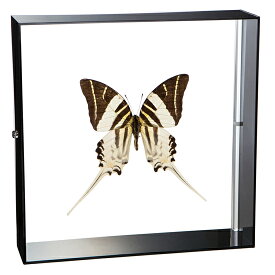 昆虫標本 蝶の標本 ハゴロモタイマイ アクリルフレーム 20cm角 黒