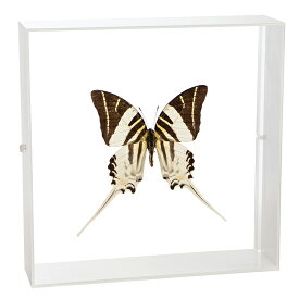 昆虫標本 蝶の標本 ハゴロモタイマイ アクリルフレーム 20cm角 白