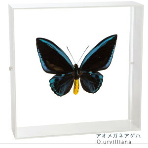 W{ ̕W{ AIKlAQn ANt[ 20cmp 