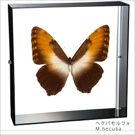 昆虫標本 蝶の標本 ヘクバモルフォ アクリルフレーム 20cm角 黒
