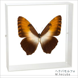 昆虫標本 蝶の標本 ヘクバモルフォ アクリルフレーム 20cm角 白