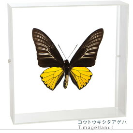 昆虫標本 蝶の標本 コウトウキシタアゲハ アクリルフレーム 20cm角 白