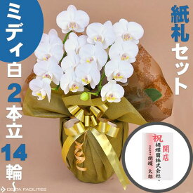 胡蝶蘭 ミディ 白 2本立ち 14輪～(蕾込み) 紙札セット 高級胡蝶蘭 農園直送 金賞受賞 ギフト お祝い 花 誕生日 結婚記念日 金婚式 移転祝い 事務所移転 開店祝い 開業祝い お供え 就任 栄転 褒章 叙勲 受賞祝い 受章祝い 昇進 栄転 就任 長寿 還暦 株主総会 送料無料