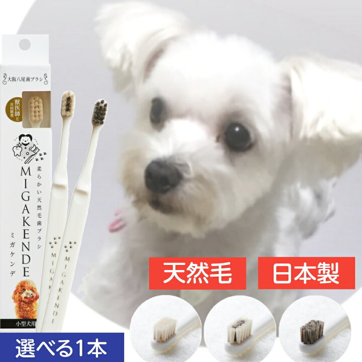 楽天市場 天然毛 歯ブラシ ミガケンデ 選べる1本 犬 犬用 歯ぶらし ペット歯ブラシ 歯みがき 愛犬 ワンちゃん 小型犬 歯磨き ペット用 デンタルケア やわらか 猫 ペット 消臭 歯周病 安全 ペット用品 ペットグッズ Migakende 人気 おすすめ ソフト 健康 国産 空まめ