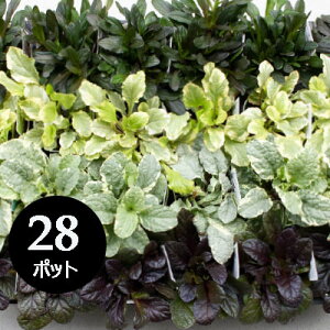 AWKEi~bNX L\E c 28 Zbg (3 3 9cm|bg) OhJo[  N VF[hK[f A CObVK[f