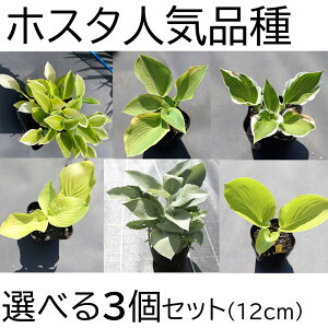 苗 ホスタの人気商品 通販 価格比較 価格 Com