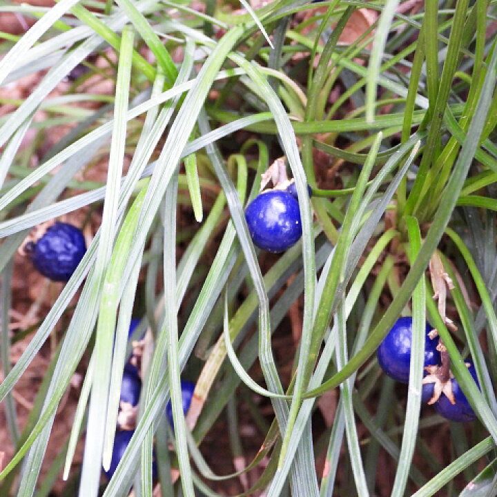 1000円クーポン付 マット マットプランツ 8枚 花 植物 タマリュウ 0 5平米 25cm