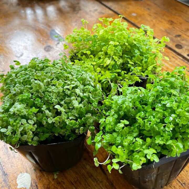 楽天市場 グランドカバー 苗 ベビーティアーズ 天使の涙 ソレイロリア 3寸 3号 9cmポット 3色ミックス 28個 セット ケース ソラニワ