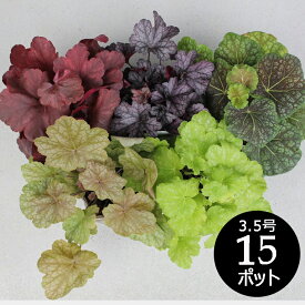 楽天市場 ヒューケラ ドルチェの通販