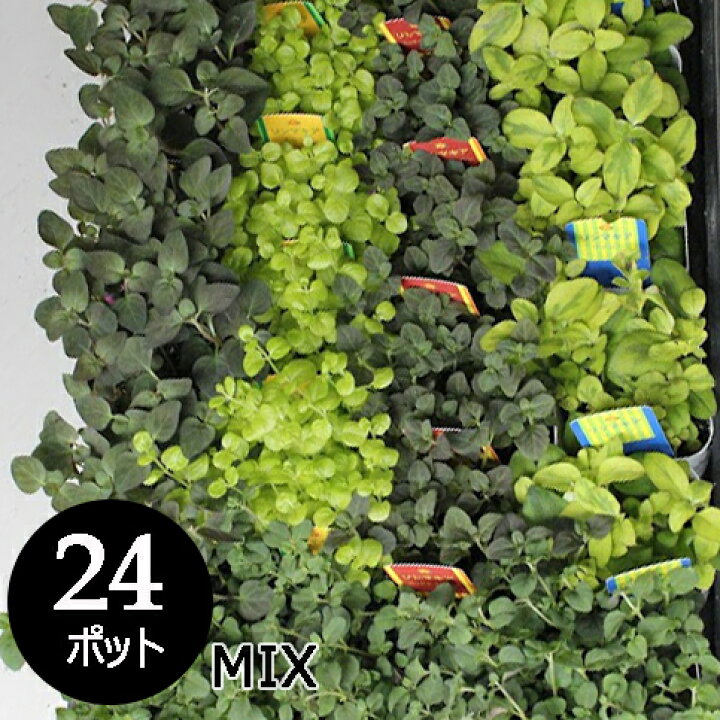 楽天市場 リシマキア グランドカバー 苗 品種 ミックス 24個 セット 3寸 3号 9cmポット 耐寒性 カラーリーフ 下草 大量 市場直送 苗市場直送 送料無料 お得 ケース販売 まとめ買い 外構 庭 玄関 アプローチ エクステリア ガーデン セルフ おまかせ おしゃれ ソラニワ 楽天市場 リシマキア グランドカバー 苗 品種 ミックス 24個 セット 3寸 3号 9cmポット 耐寒性 カラーリーフ 下草 大量 市場直送 苗市場直送 送料無料 お得 ケース販売 まとめ買い 外構 庭 玄関 アプローチ エクステリア ガーデン セルフ おまかせ おしゃれ ソラニワ