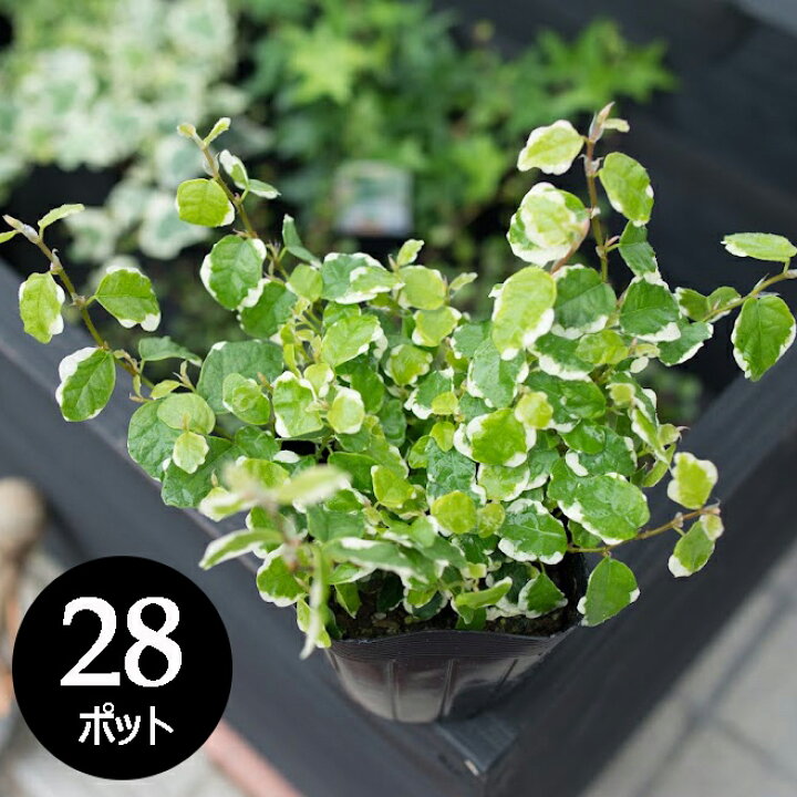 楽天市場 フィカス プミラ グランドカバー 苗 28個 セット 3寸 3号 9cmポット ノベルティ ギフト 記念品 景品 粗品 下草 大量 市場直送 苗市場直送 送料無料 お得 ケース販売 まとめ買い 外構 庭 玄関 多年草 エクステリア ガーデン セルフ 寄せ植え おしゃれ 花壇 楽天市場 フィカス プミラ グランドカバー 苗 28個 セット 3寸 3号 9cmポット ノベルティ ギフト 記念品 景品 粗品 下草 大量 市場直送 苗市場直送 送料無料 お得 ケース販売 まとめ買い 外構 庭 玄関 多年草 エクステリア ガーデン セルフ 寄せ植え おしゃれ 花壇