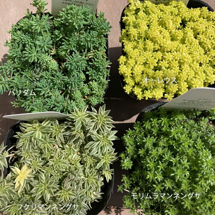 楽天市場 セダム 3寸 3号 9cmポット 28個 セット 寄せ植え グランドカバー 多肉 品種 アソート おまかせ 大量 市場直送 苗市場直送 送料無料 お得 ケース販売 まとめ買い おしゃれ 乾燥地 ベンケイソウ 万年草 下草 多肉植物 多年草 狭い 常緑 多年草 寄せ植え 寄植