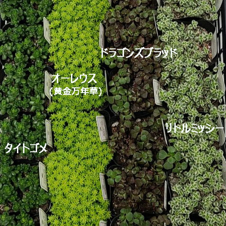 楽天市場 セダム 3寸 3号 9cmポット 28個 セット 寄せ植え グランドカバー 多肉 品種 アソート おまかせ 大量 市場直送 苗市場直送 送料無料 お得 ケース販売 まとめ買い おしゃれ 乾燥地 ベンケイソウ 万年草 下草 多肉植物 多年草 狭い ソラニワ