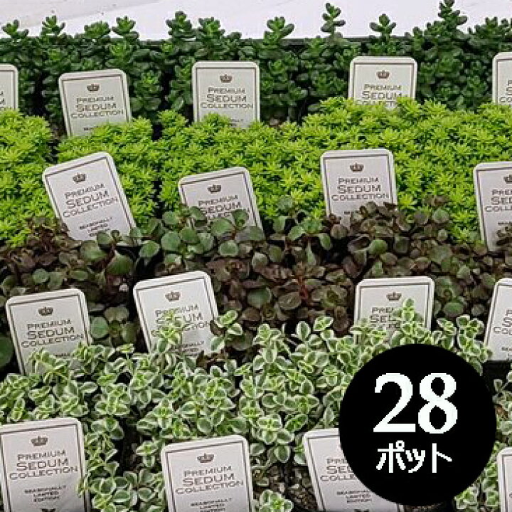 楽天市場 セダム 3寸 3号 9cmポット 28個 セット 寄せ植え グランドカバー 多肉 品種 アソート おまかせ 大量 市場直送 苗市場直送 送料無料 お得 ケース販売 まとめ買い おしゃれ 乾燥地 ベンケイソウ 万年草 下草 多肉植物 多年草 狭い 常緑 多年草 寄せ植え 寄植