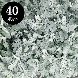 m10ȍ~\ne V^GMN c _XeB[~[ J[[t 40 (3 3 9cm|bg) Zbg P[X̔@~̊񂹐A mHn