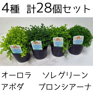 NbVX ZMl I[ \O[ A|_ vVA[i 4~bNX OhJo[ 3(3 9cm|bg) 28 Zbg P[X