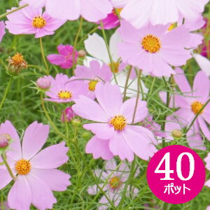 苗 セット 花苗の人気商品 通販 価格比較 価格 Com 苗 セット 花苗の人気商品 通販 価格比較 価格 Com