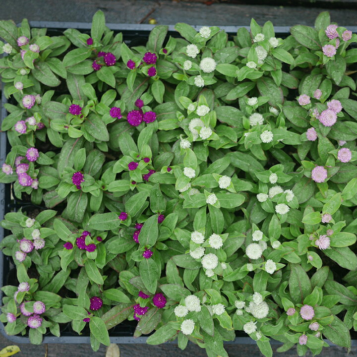 楽天市場】千日紅 カラーミックス 40個 セット (3号 9cmポット) 矮性  