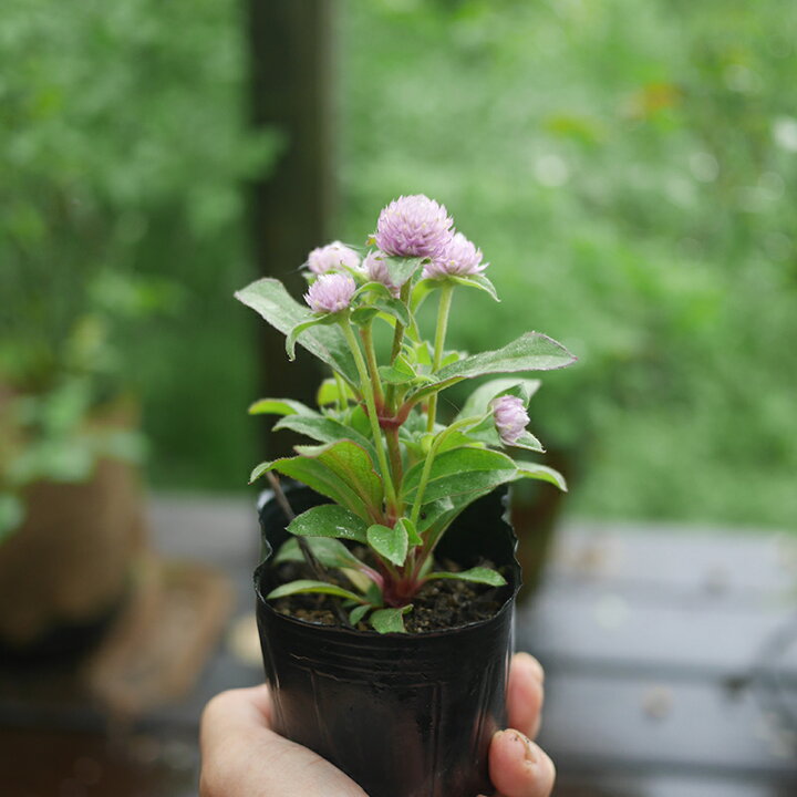 楽天市場】千日紅 カラーミックス 40個 セット (3号 9cmポット) 矮性  