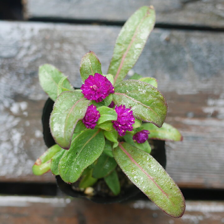 楽天市場】千日紅 カラーミックス 40個 セット (3号 9cmポット) 矮性  