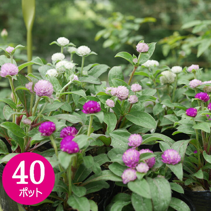 楽天市場】千日紅 カラーミックス 40個 セット (3号 9cmポット) 矮性  