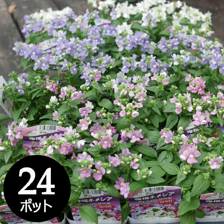 楽天市場 宿根ネメシア 花苗 24個 セット ネメシア 3 5寸 3 5号 10 5cmポット ケース販売 冬の花壇 送料無料 市場直送 24株 カラーミックス 色はお任せ おまかせ 草花 色鮮やか 寄せ植え ハンギング 大量 ソラニワ 楽天市場 宿根ネメシア 花苗 24個 セット ネメシア 3 5寸 3 5号 10 5cmポット ケース販売 冬の花壇 送料無料 市場直送 24株 カラーミックス 色はお任せ おまかせ 草花 色鮮やか 寄せ植え ハンギング 大量 ソラニワ